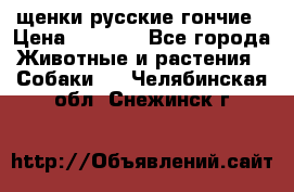 щенки русские гончие › Цена ­ 4 000 - Все города Животные и растения » Собаки   . Челябинская обл.,Снежинск г.